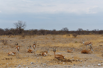 Image showing Springbok Antidorcas marsupialis