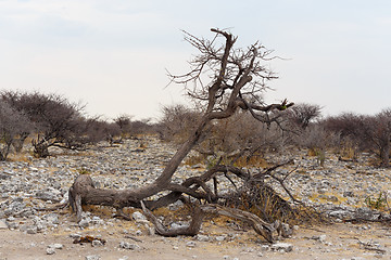 Image showing landscape namibia game reserve