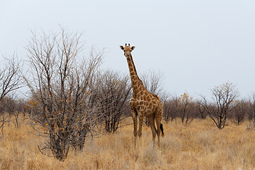 Image showing Giraffa camelopardalis near waterhole