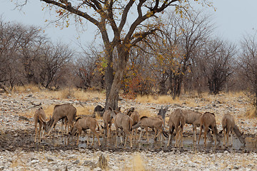 Image showing herd of Kudu on way to waterhole