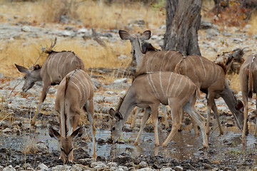 Image showing herd of Kudu on way to waterhole