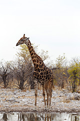 Image showing Giraffa camelopardalis near waterhole