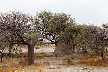 Image showing landscape namibia game reserve