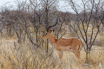 Image showing Portrait of Impala antelope male