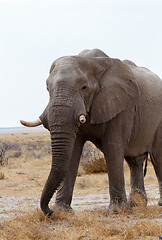 Image showing big african elephants on Etosha national park