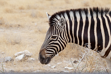 Image showing Zebra portrait