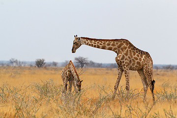 Image showing adult female giraffe with calf grazzing