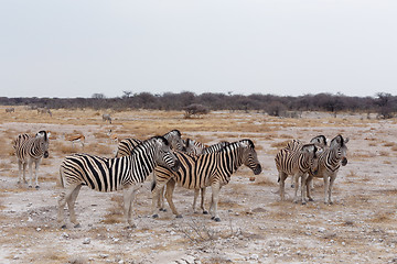 Image showing Zebra in african bush