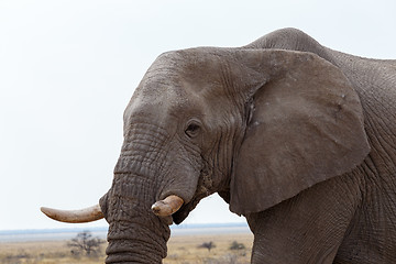 Image showing big african elephants on Etosha national park