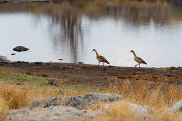 Image showing Egyptian Goose in etosha