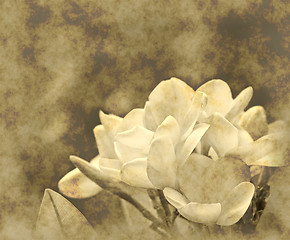 Image showing frangipani grunge