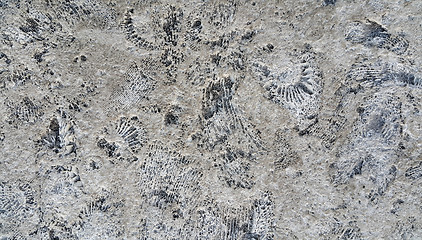 Image showing Ammonite fossils on a rock