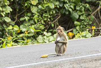 Image showing Wild monkey eats banana