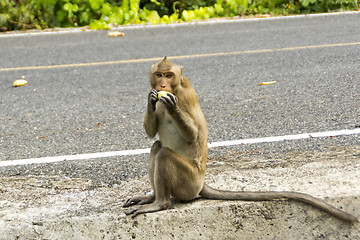 Image showing Wild monkey eats fruit