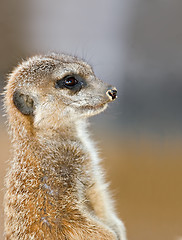 Image showing meerkat on guard