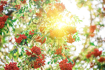 Image showing rowan-tree with rowanberry