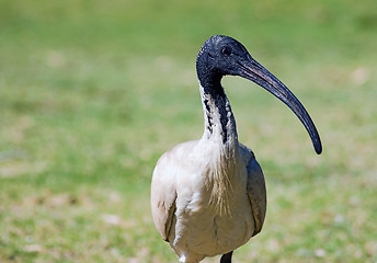 Image showing australian ibis