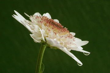 Image showing Flower