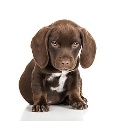 Image showing Brown puppy 