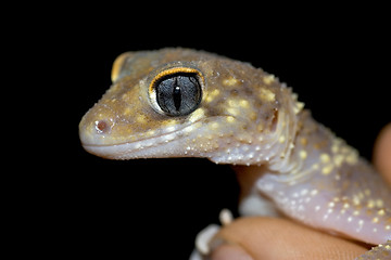Image showing gecko up close