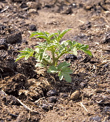 Image showing small young tomato bush growing in compost