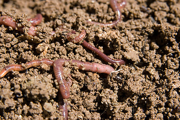 Image showing composting worms