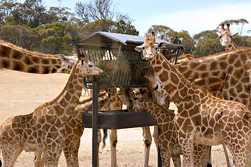 Image showing giraffes feeding