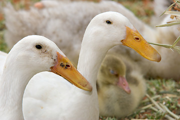 Image showing two ducks