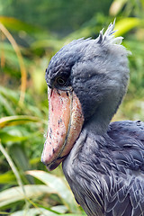 Image showing Head of shoebill (side view)