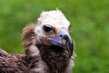 Image showing Head of vulture