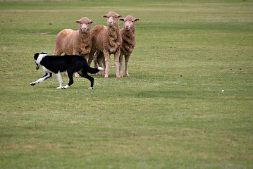 Image showing sheepdog trials