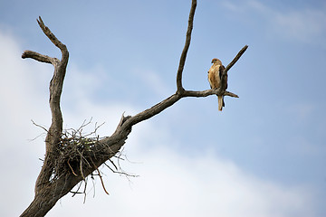 Image showing whistling kite