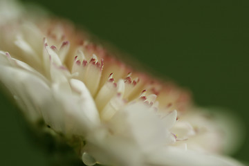 Image showing Flower Up Close