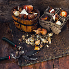 Image showing Spring seedlings in wooden bucket