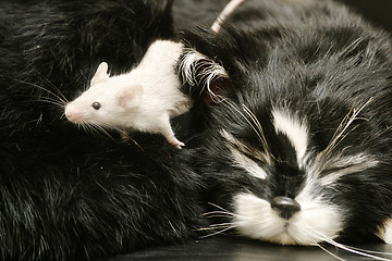 Image showing Cat and Mouse