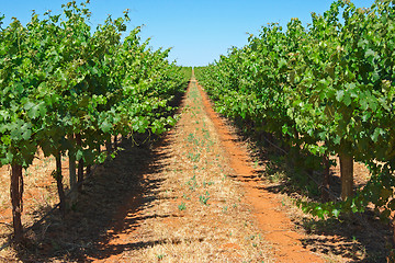 Image showing grape vines