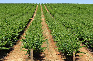 Image showing grape vines