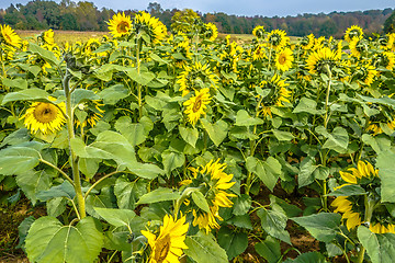 Image showing sunflower field on a farm somewhere in south carolina usa