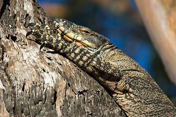 Image showing goanna in tree