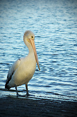 Image showing pelican