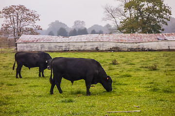 Image showing landscape view of a cow farm ranch in fog