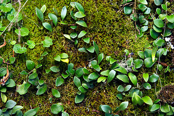 Image showing moss and creeper