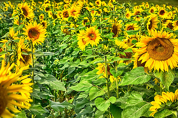 Image showing sunflower field on a farm somewhere in south carolina usa