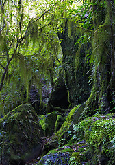 Image showing hanging lichen and moss