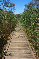 Image showing boardwalk in reeds