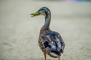 Image showing beautiful duck walking on the beach