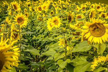 Image showing sunflower field on a farm somewhere in south carolina usa