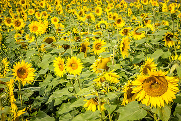 Image showing sunflower field on a farm somewhere in south carolina usa