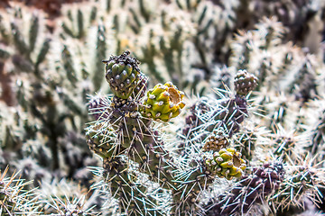 Image showing many stems of poky small cactus in desert