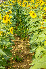 Image showing sunflower field on a farm somewhere in south carolina usa